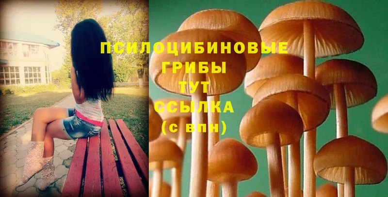 гидра ссылка  Гатчина  Псилоцибиновые грибы MAGIC MUSHROOMS  купить  